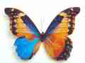 Morpho rhetenor mosaic gynandromorph (Internet Image property of respective owner, non-commercial use only)